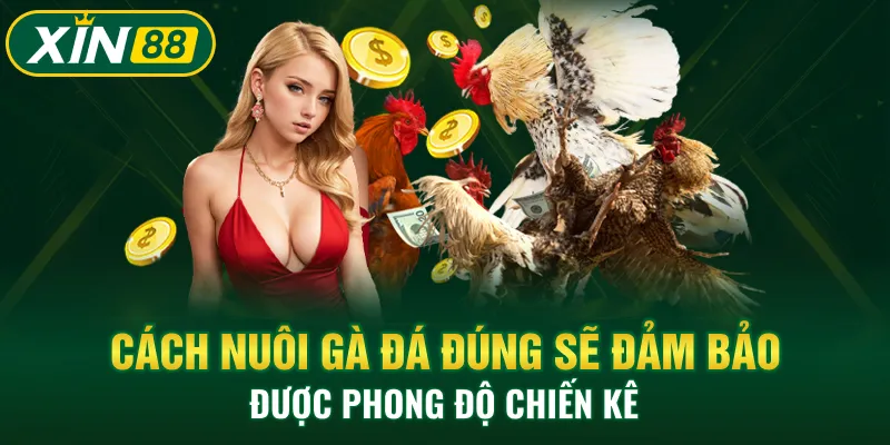 Cách nuôi gà đá đúng sẽ đảm bảo được phong độ chiến kê