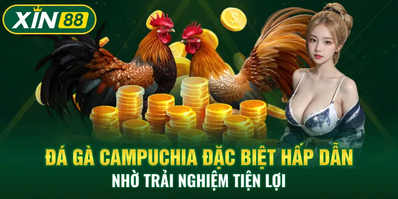 Đá gà Campuchia đặc biệt hấp dẫn nhờ trải nghiệm tiện lợi