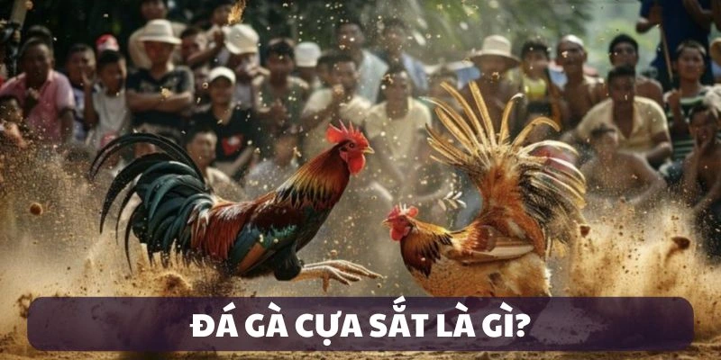 Giới thiệu đá gà cựa sắt