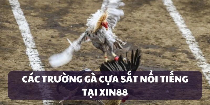 Các trường gà nổi tiếng