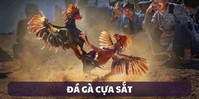 Đá Gà Cựa Sắt